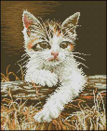 CMP 400538 Cat