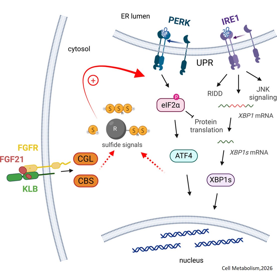 FGF21 reduces ER stress by enhancing the unfolded protein and integrated stress responses through increased sulfide signaling