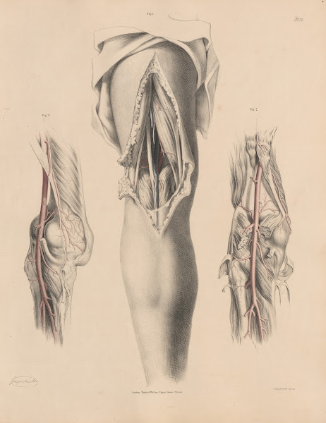 The Artery with the veins and nerves of the Popliteal space 1844