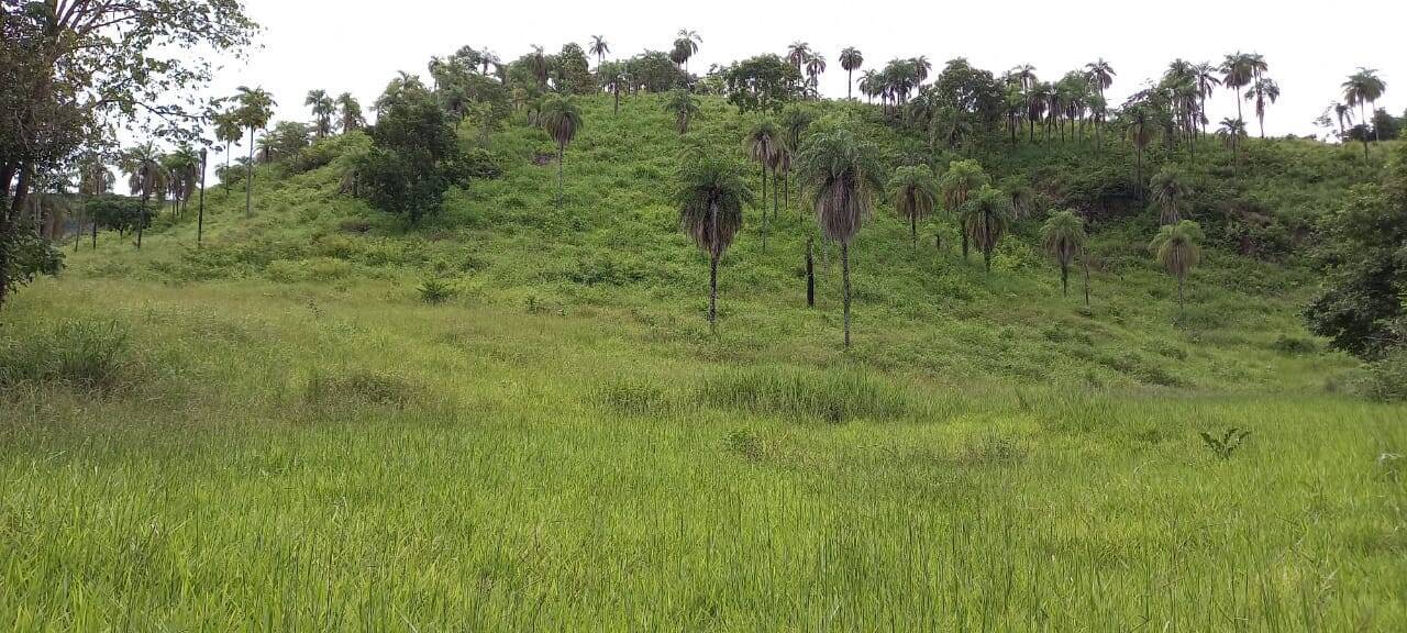 Fazenda em Palmeirópolis-TO 6