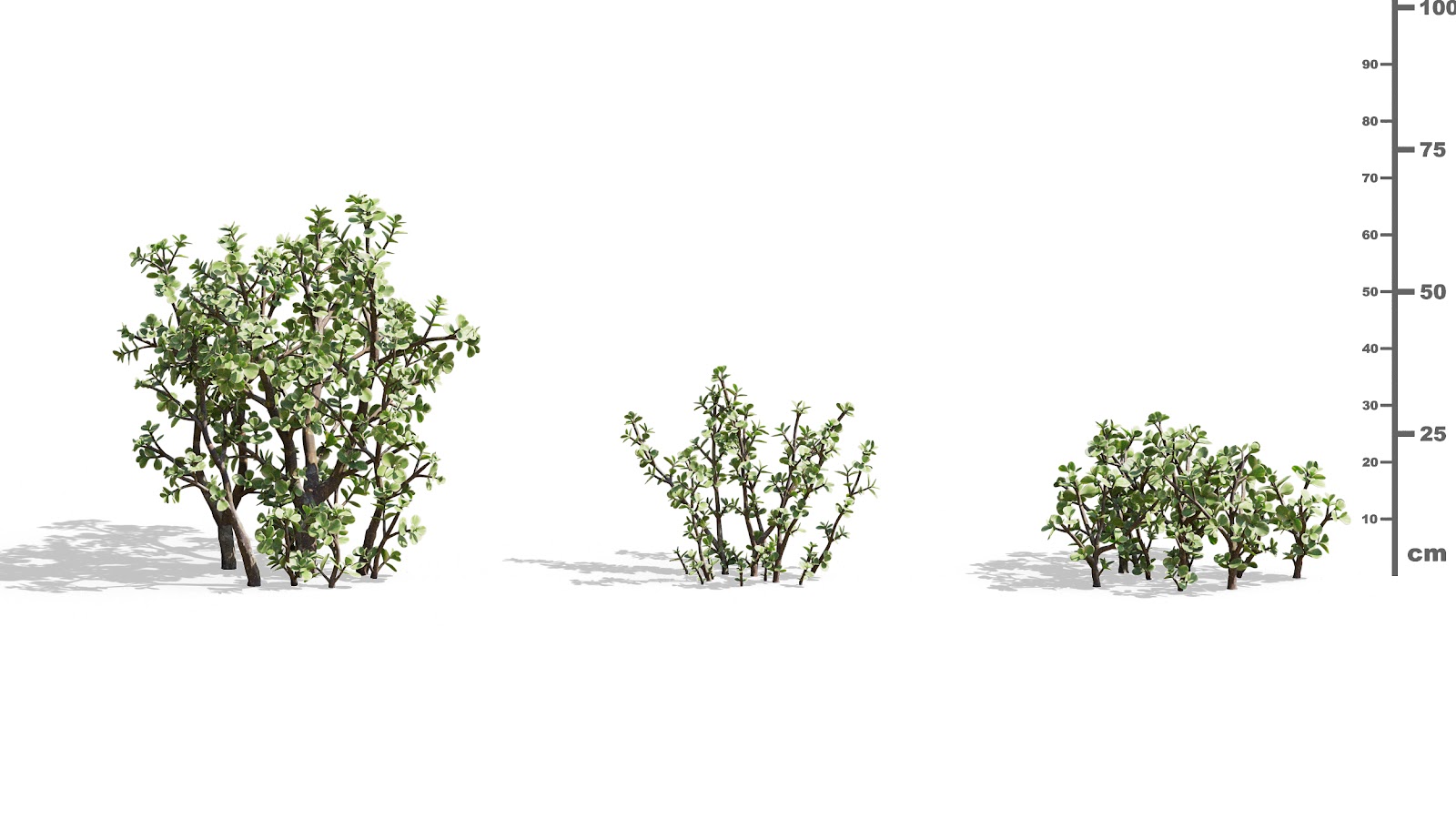 Maxtree - Plant Models Vol.73