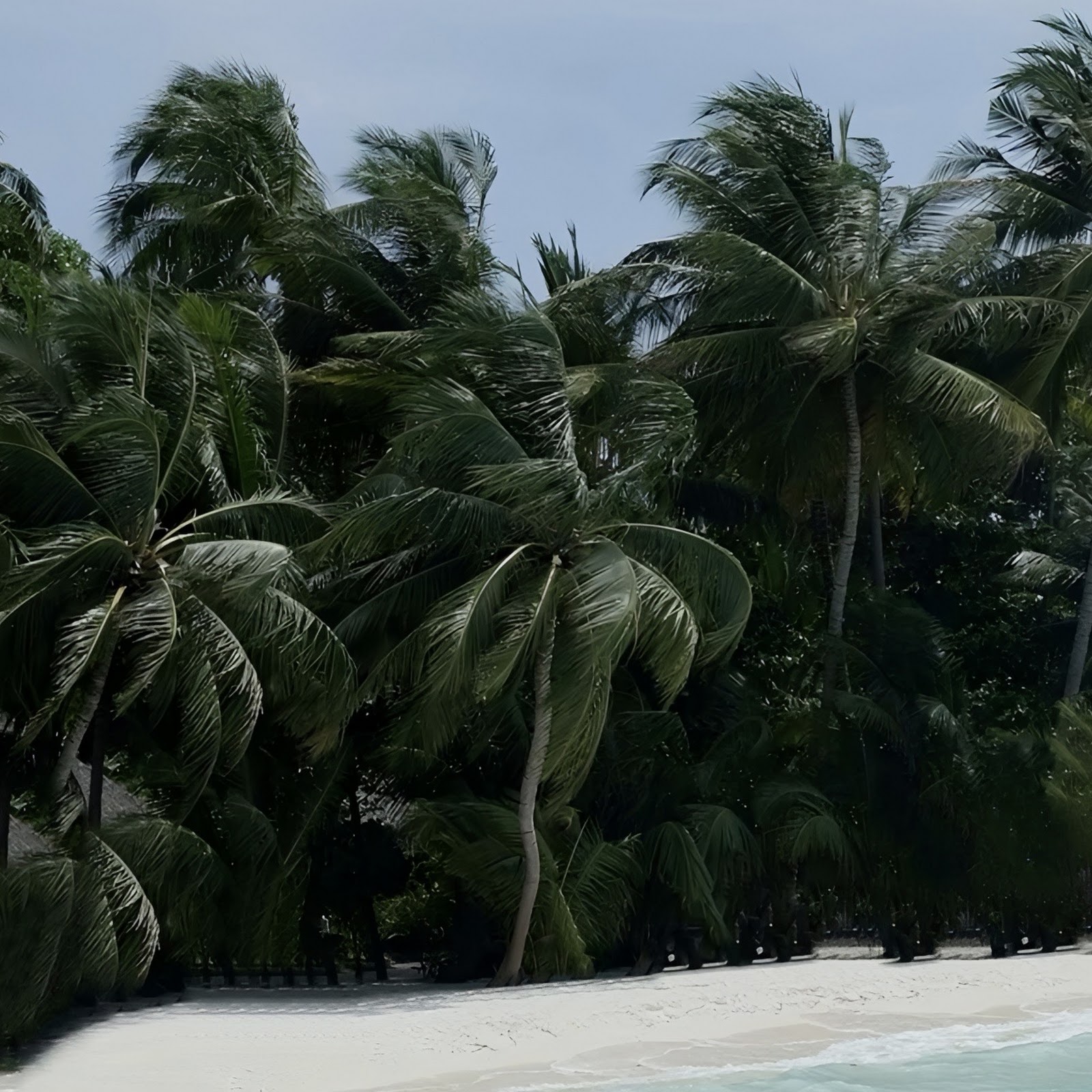 Download Tropical Palm Tree Beach Shore Full HD iPhone
