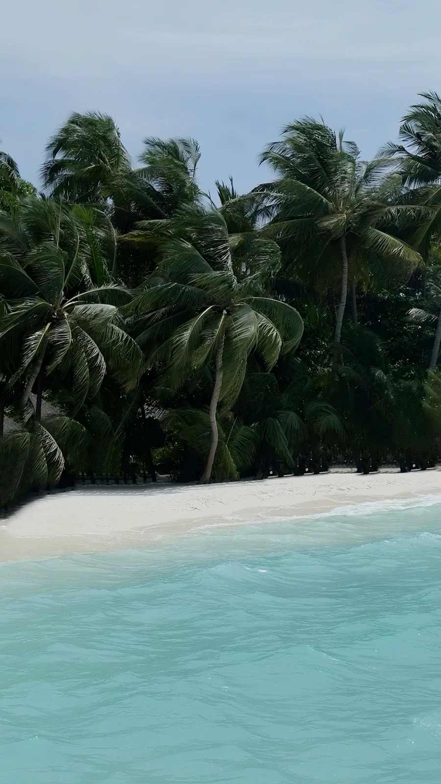 Tropical Palm Tree Beach Shore - Nature Photography Full HD iPhone Wallpaper (1287x2288)