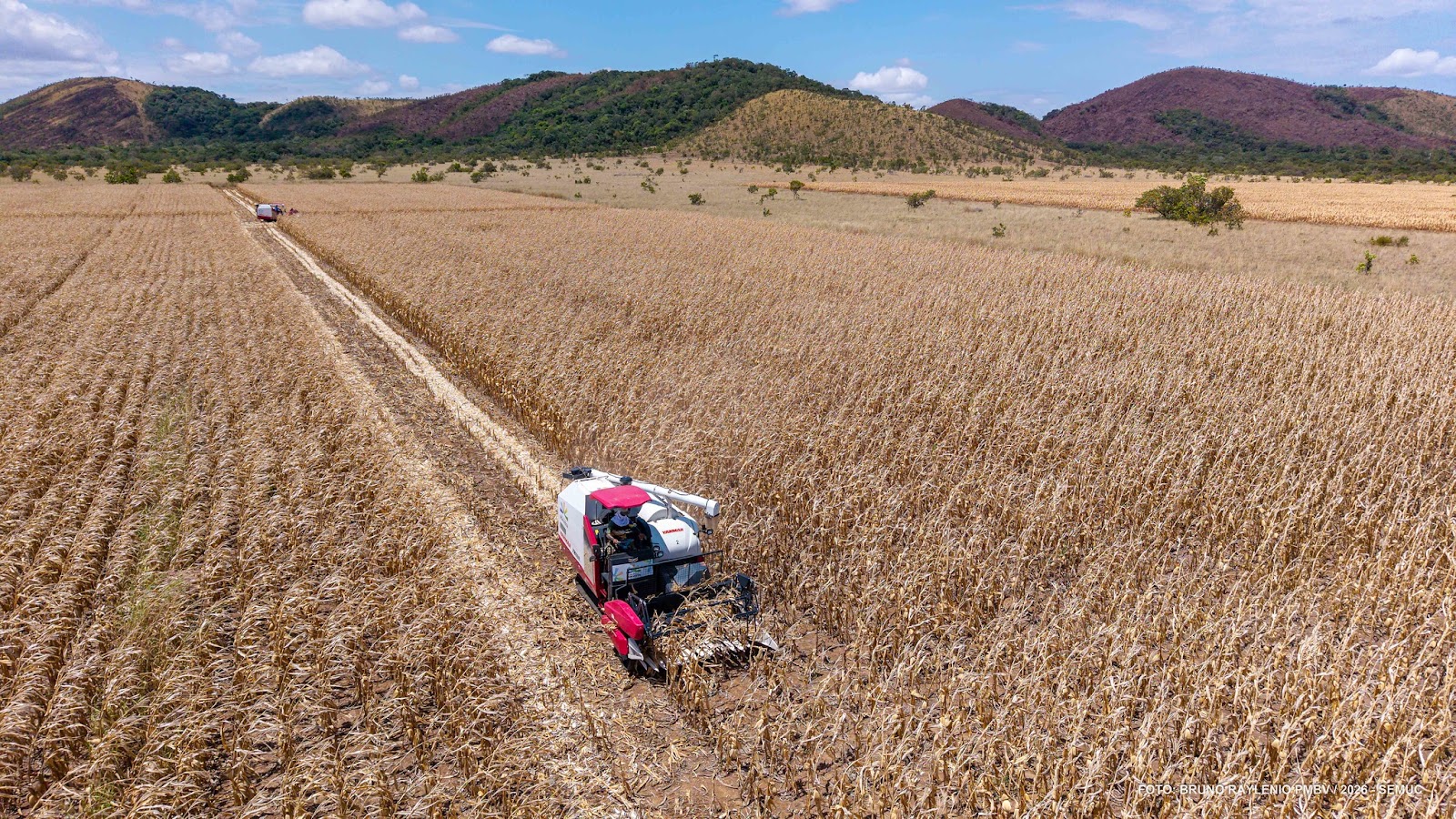 Máquina agrícola da Prefeitura de Boa Vista opera em plantação de milho em área indígena de Roraima.
