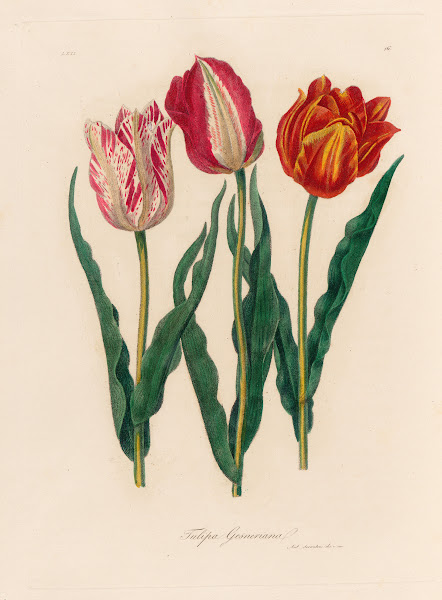 Tulipa Gesneriana 1818 1824