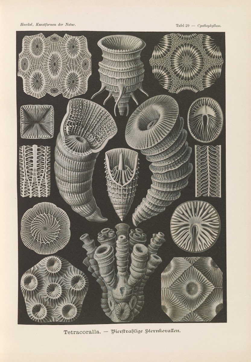 Tetracoralla  Bierstrahlige Sternkorallen 1904