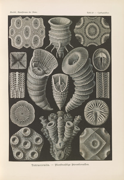 Tetracoralla  Bierstrahlige Sternkorallen 1904
