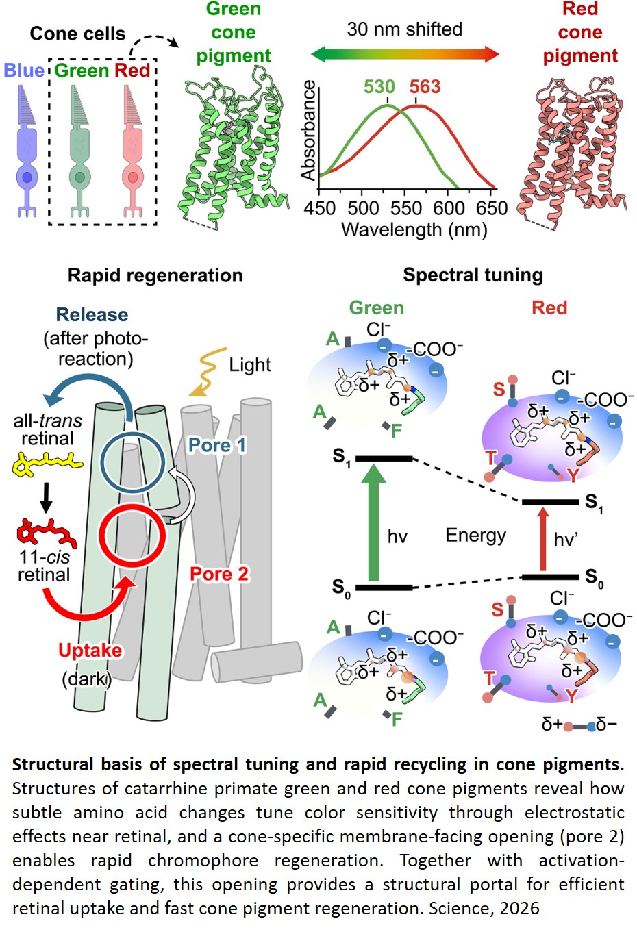 Molecular basis of red–green color vision uncovered!