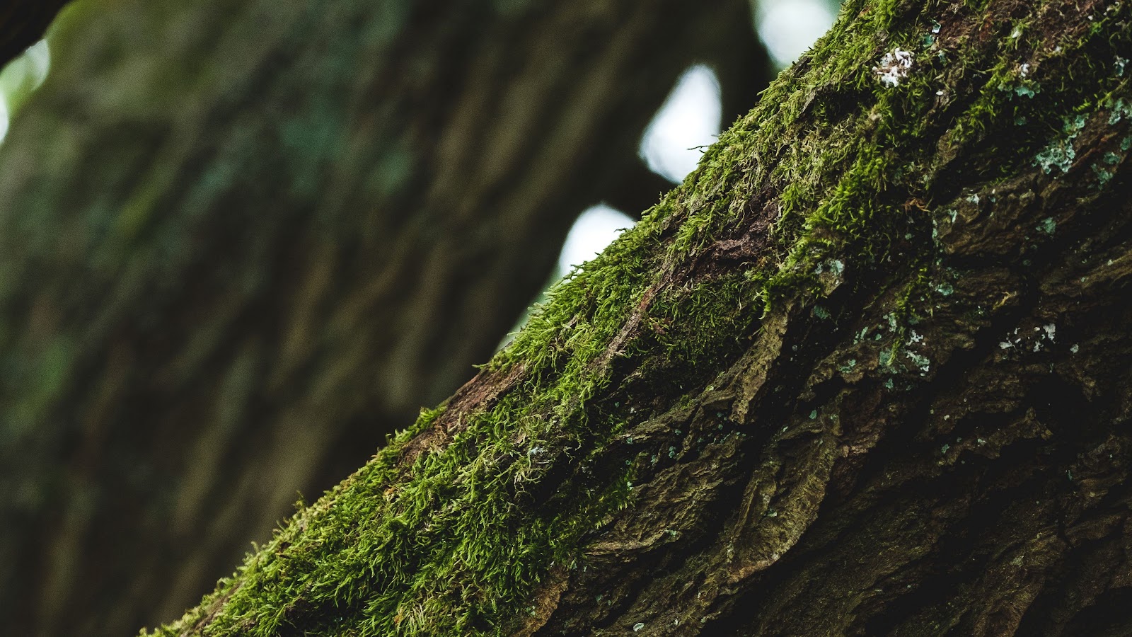 Moss Wood Wallpaper