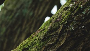 Moss Wood Wallpaper