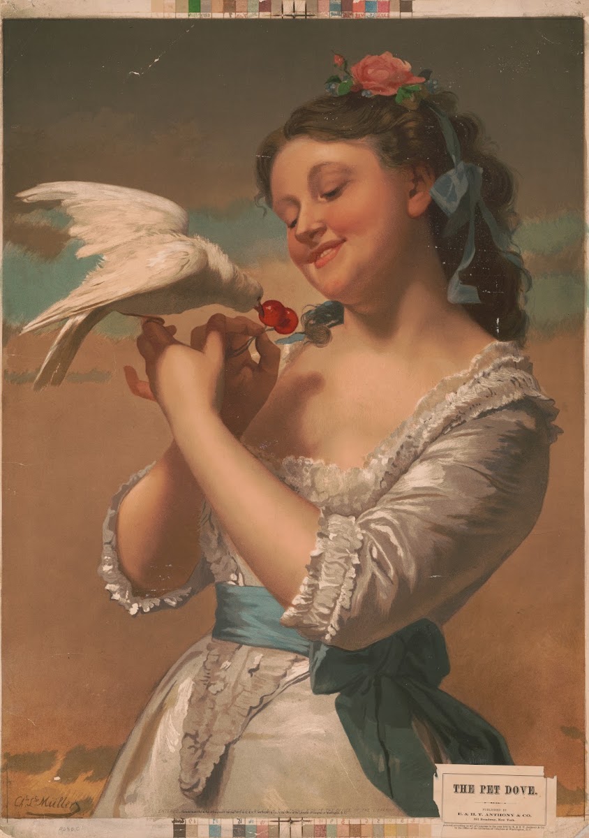 The pet dove 1872