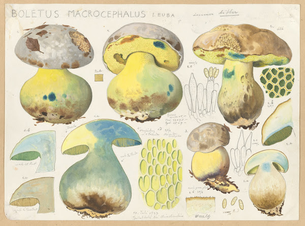 Boletus macrocephalus Leuba 1915 1945