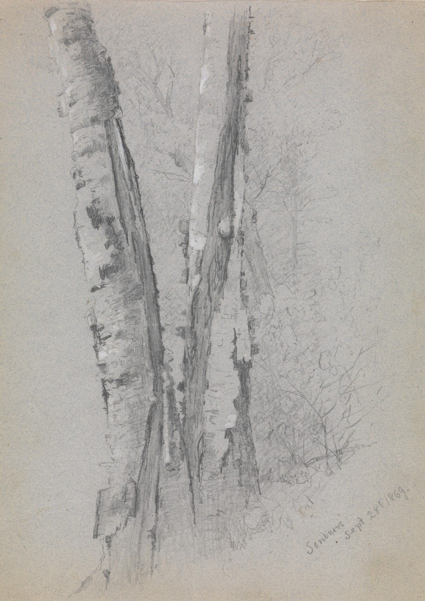 Study of Birch Trunks Scribners 1869