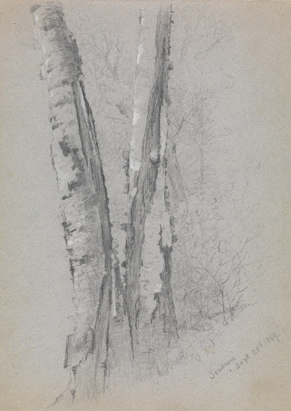 Study of Birch Trunks Scribners 1869