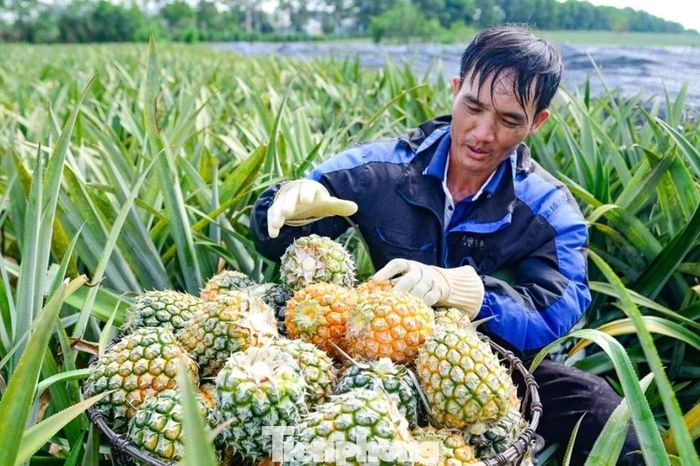 Thu hoạch dứa dưới thời tiết 40 độ C - Báo Tiền Phong