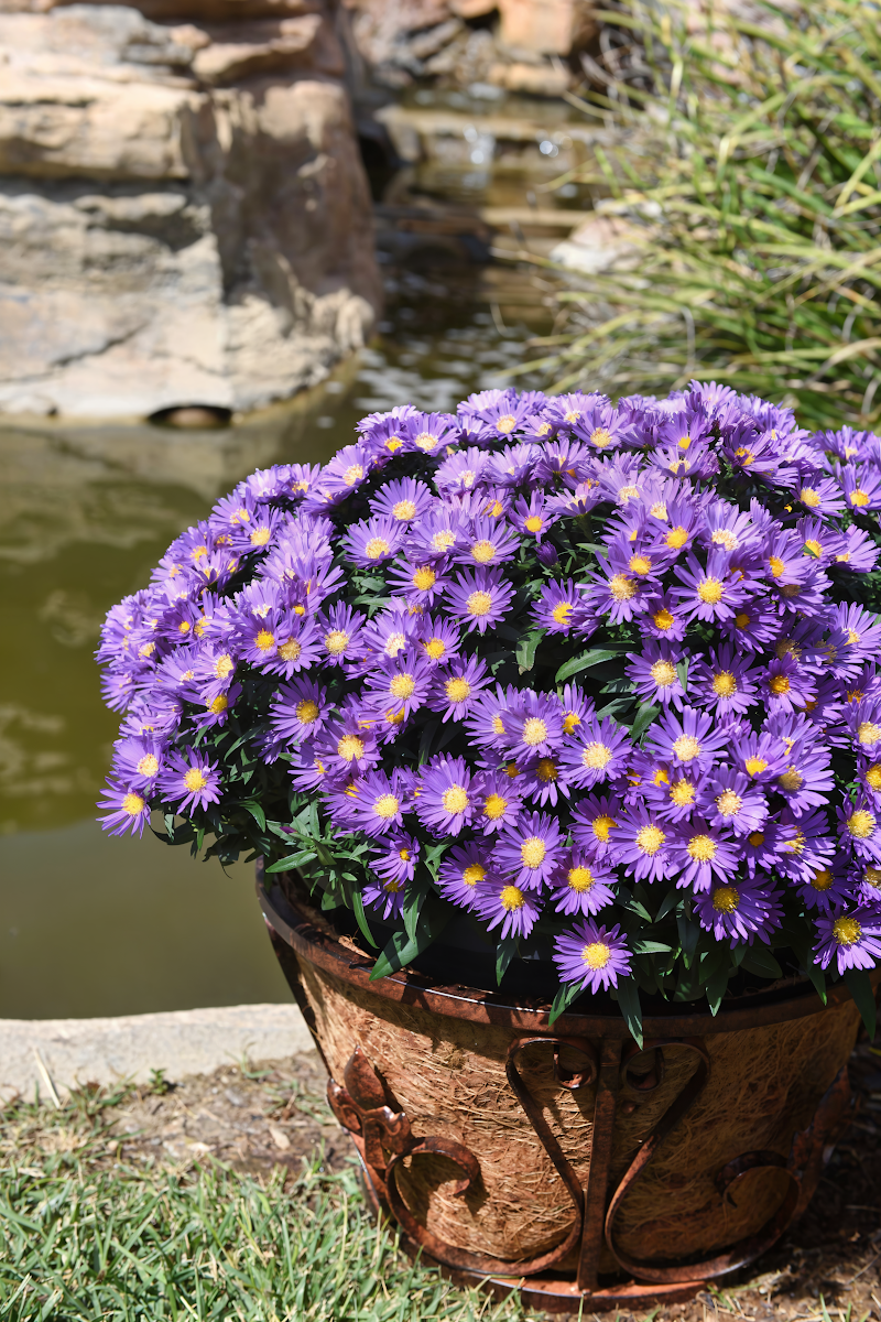 Aster dumosus 'Island Samoa' in piena fioritura con fiori viola intenso