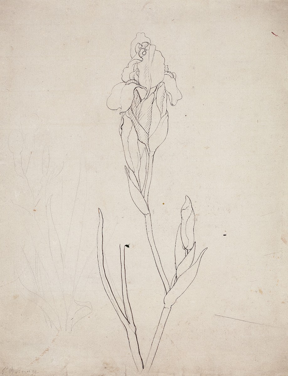 Iris 1808