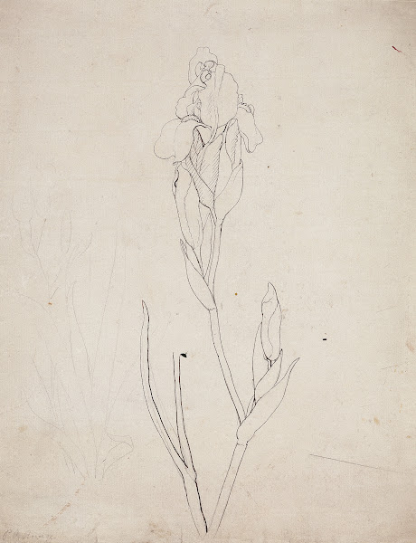 Iris 1808
