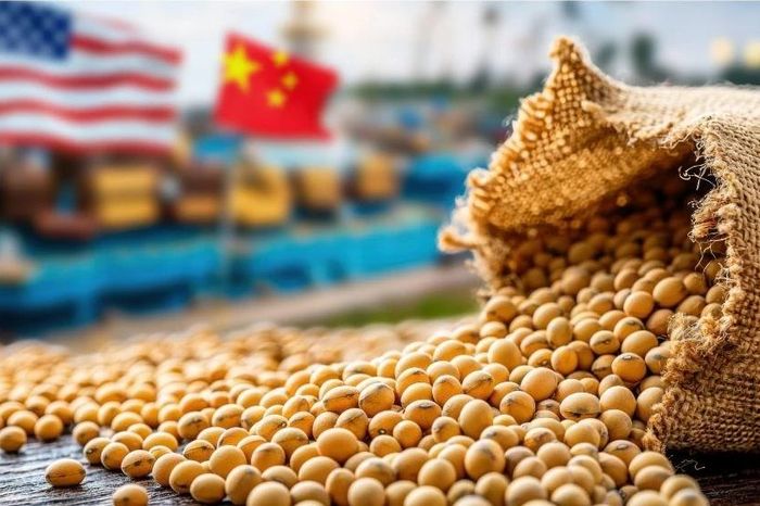 Trung Quốc đẩy mạnh chiến lược giảm phụ thuộc đậu nành Mỹ - Báo Nhân Dân