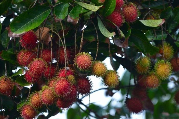 Bất ngờ ít người biết về trái cây có 'tóc' cực quen ở Việt Nam - Báo Tri thức &amp; Cuộc sống