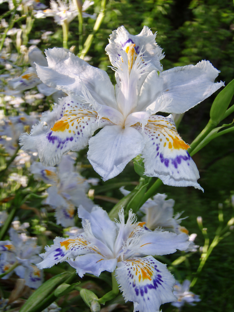 Iris japonica in fiore, giardineria Gardenaria