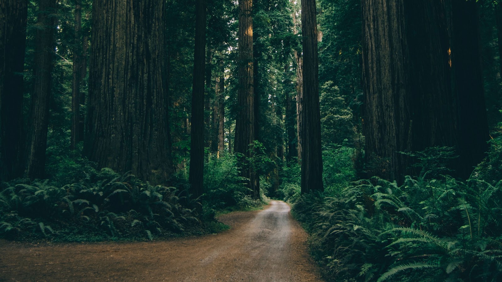 Nature Forest Wallpaper