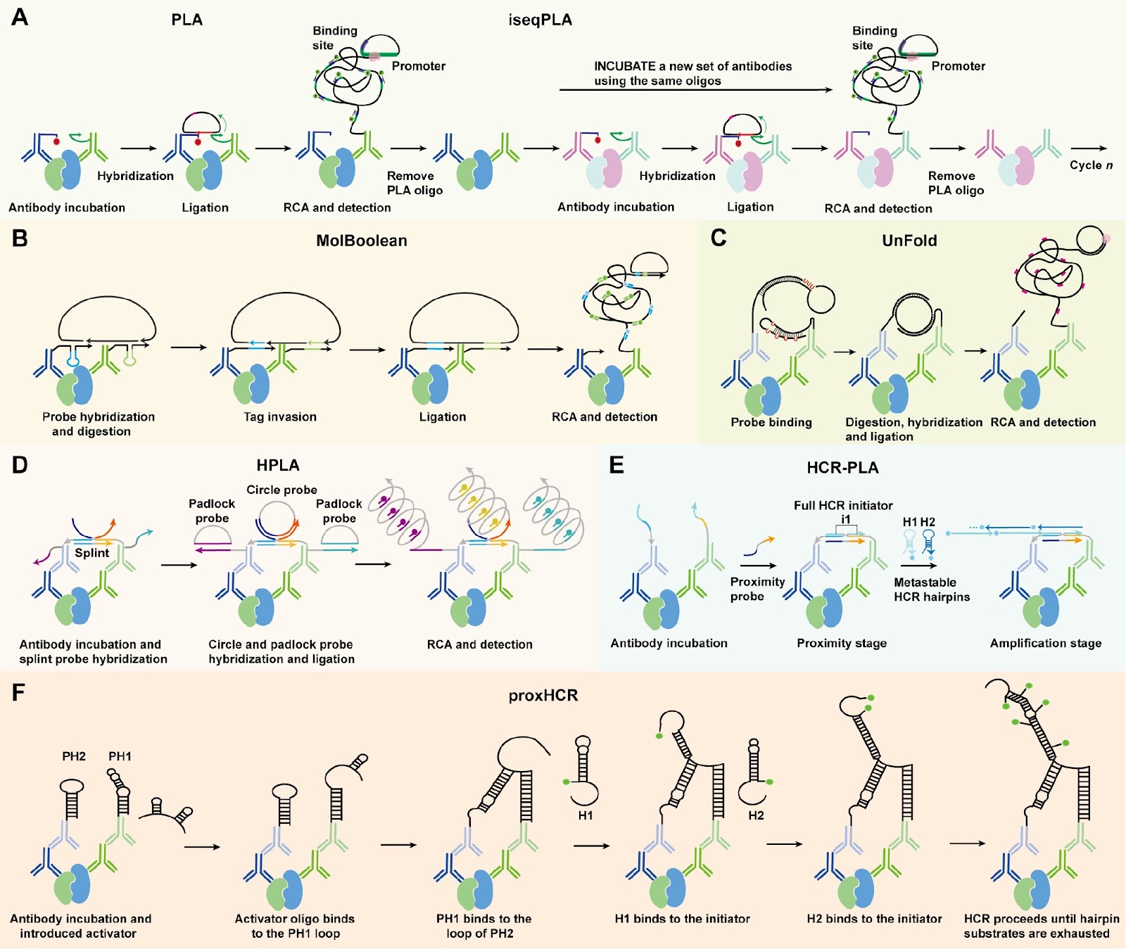 Antibody-oligonucleotide conjugates for spatial proteomics: principles, applications, and challenges