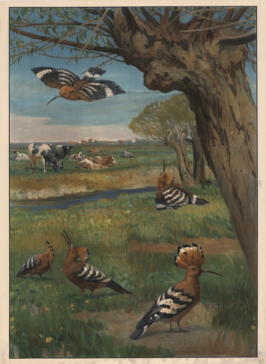 Eurasian hoopoe 1913