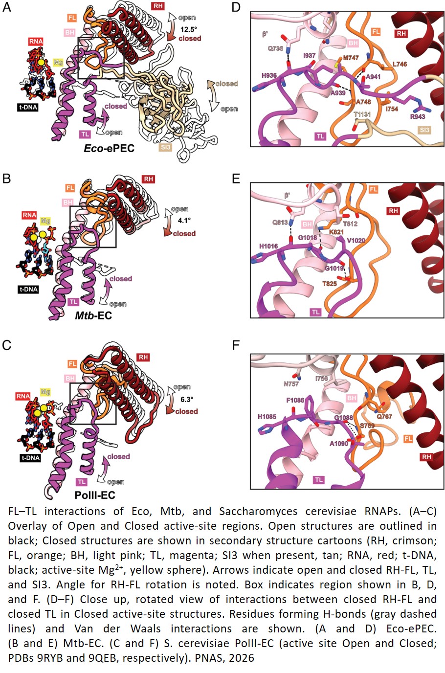 RNA polymerase inhibitors reveal active-site motions essential for the nucleotide addition cycle