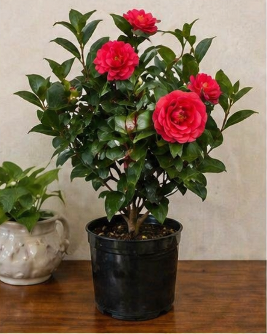 Camellia Plant — view 5
