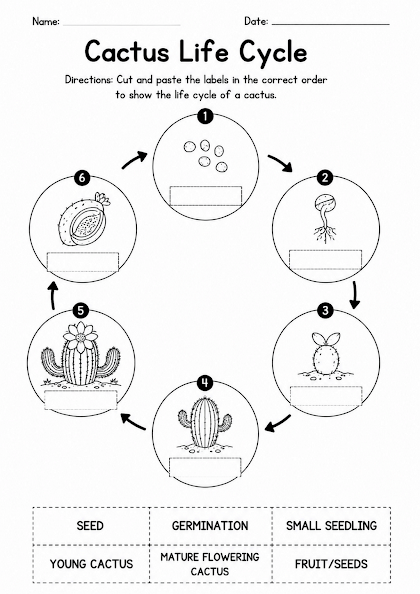 Cactus Life Cycle Worksheet