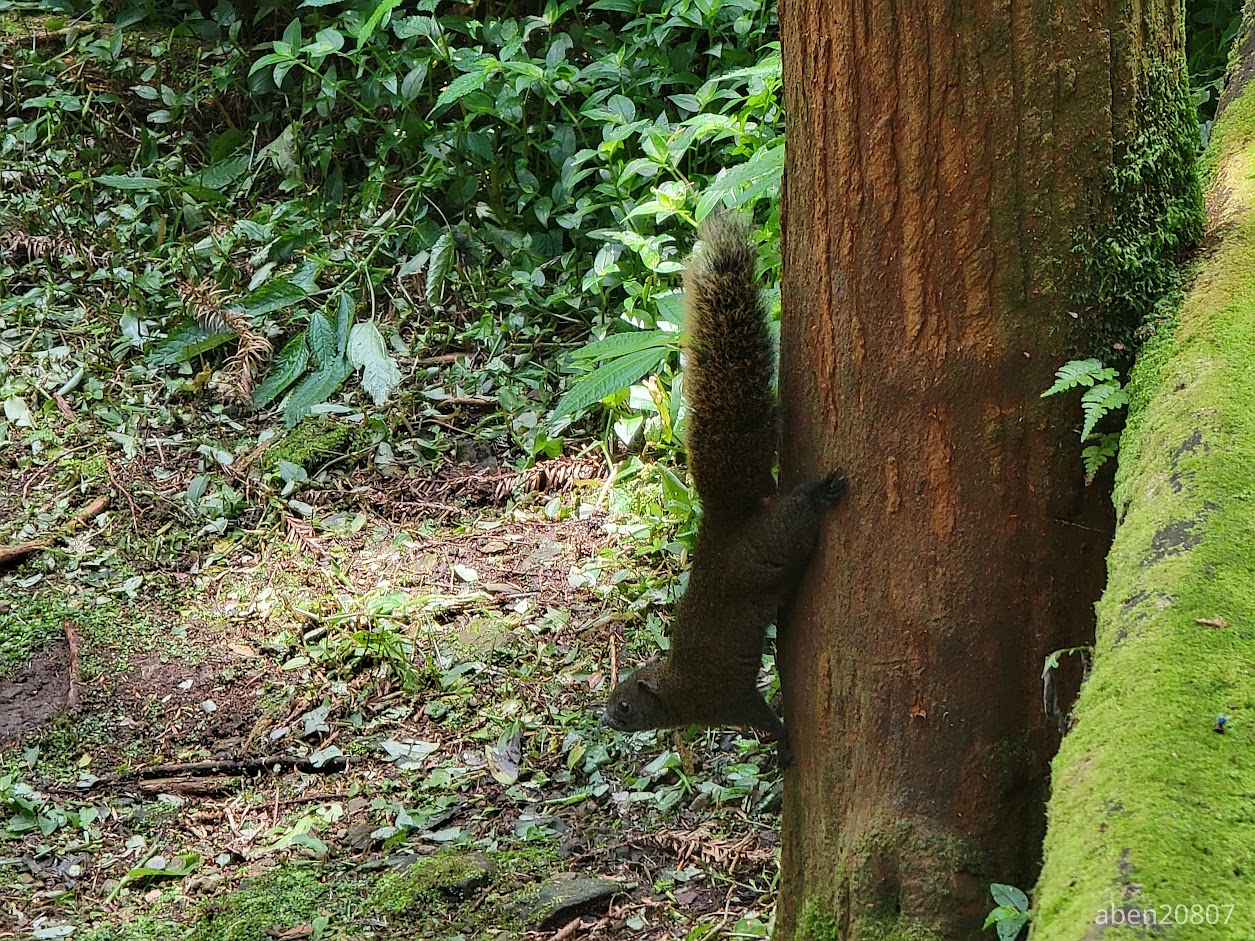 仰頭松鼠