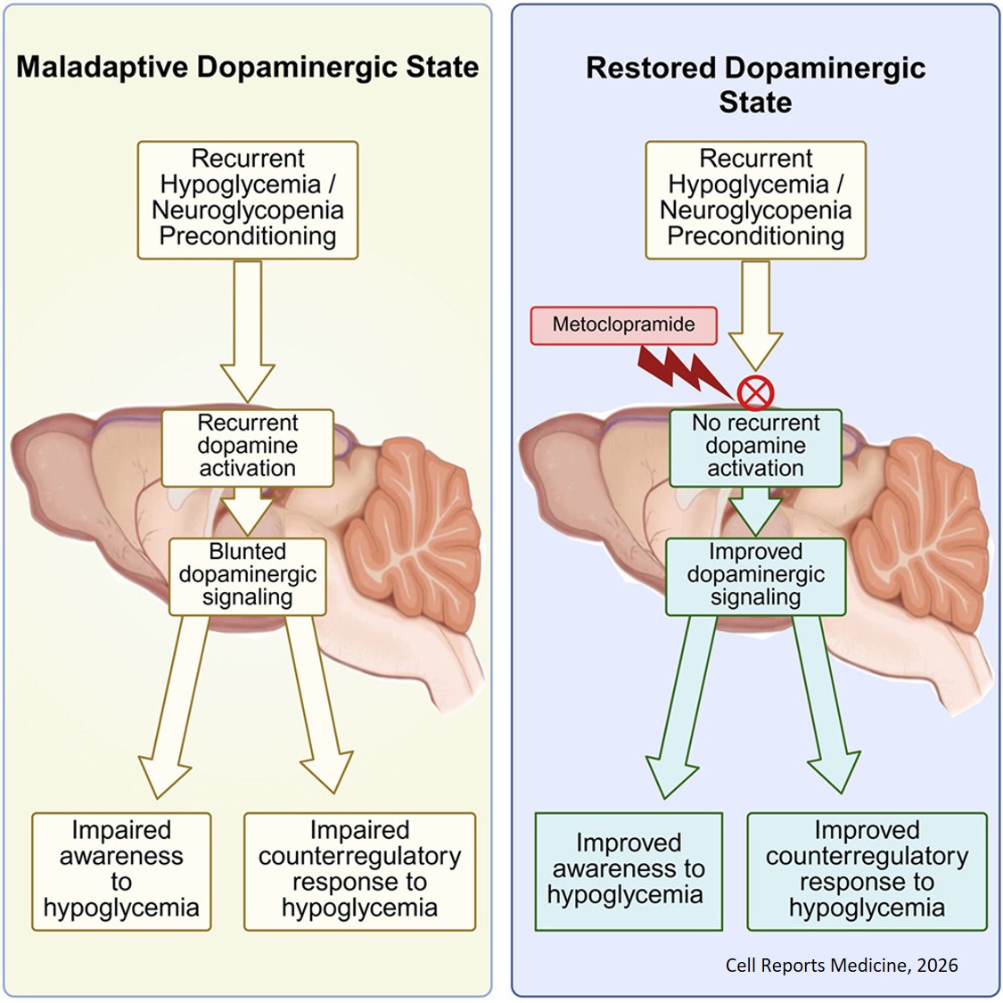 Role of dopamine in the development of impaired counter regulation and impaired awareness of hypoglycemia