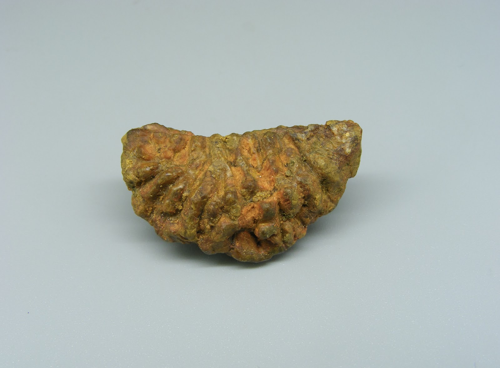 Natural 1 Mukhi (Kaju) Rudraksha