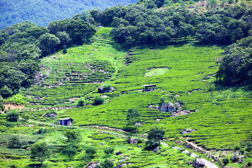 河东 野生茶园, 茶园体验