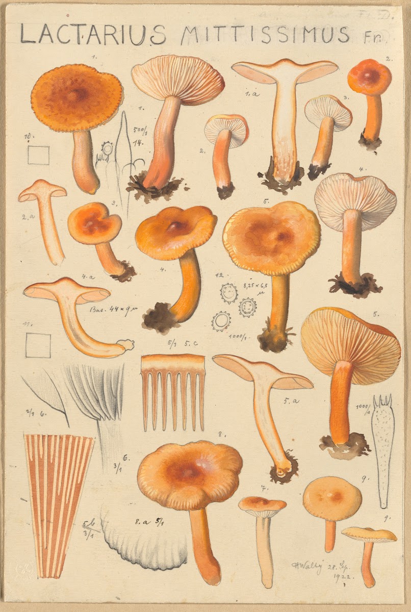 Lactarius camphoratus Lactarius mittissimus 1915 1945