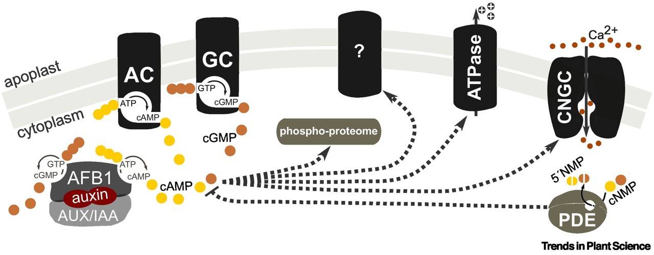 Decoding dialog: the auxin–calcium signaling crosstalk in plants