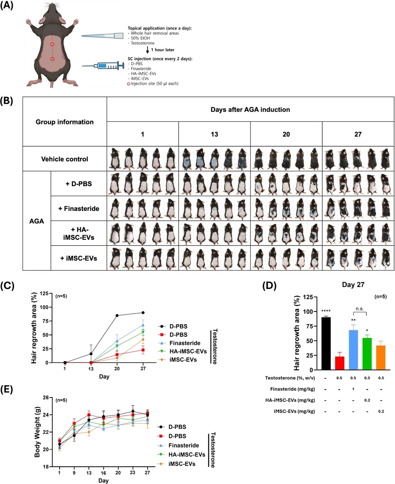 Improvement of androgenic alopecia by extracellular vesicles secreted from hyaluronic acid-stimulated induced mesenchymal stem cells