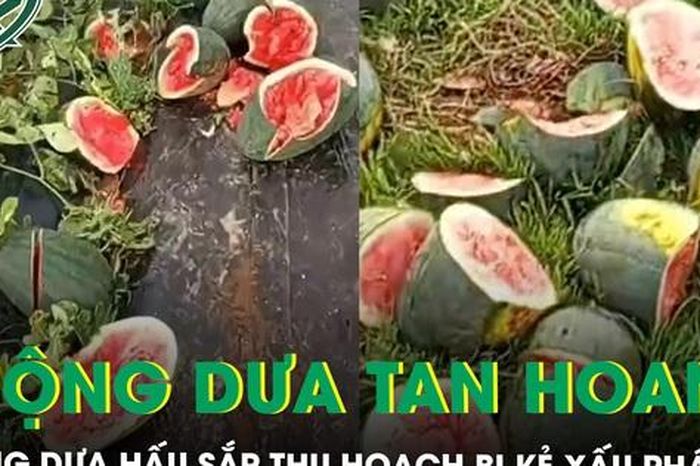 Ruộng dưa hấu sắp thu hoạch của người nông dân nghèo bị phá nát, khổ chủ tiết lộ từng bị đe dọa - Báo Sức Khỏe &amp; Đời Sống