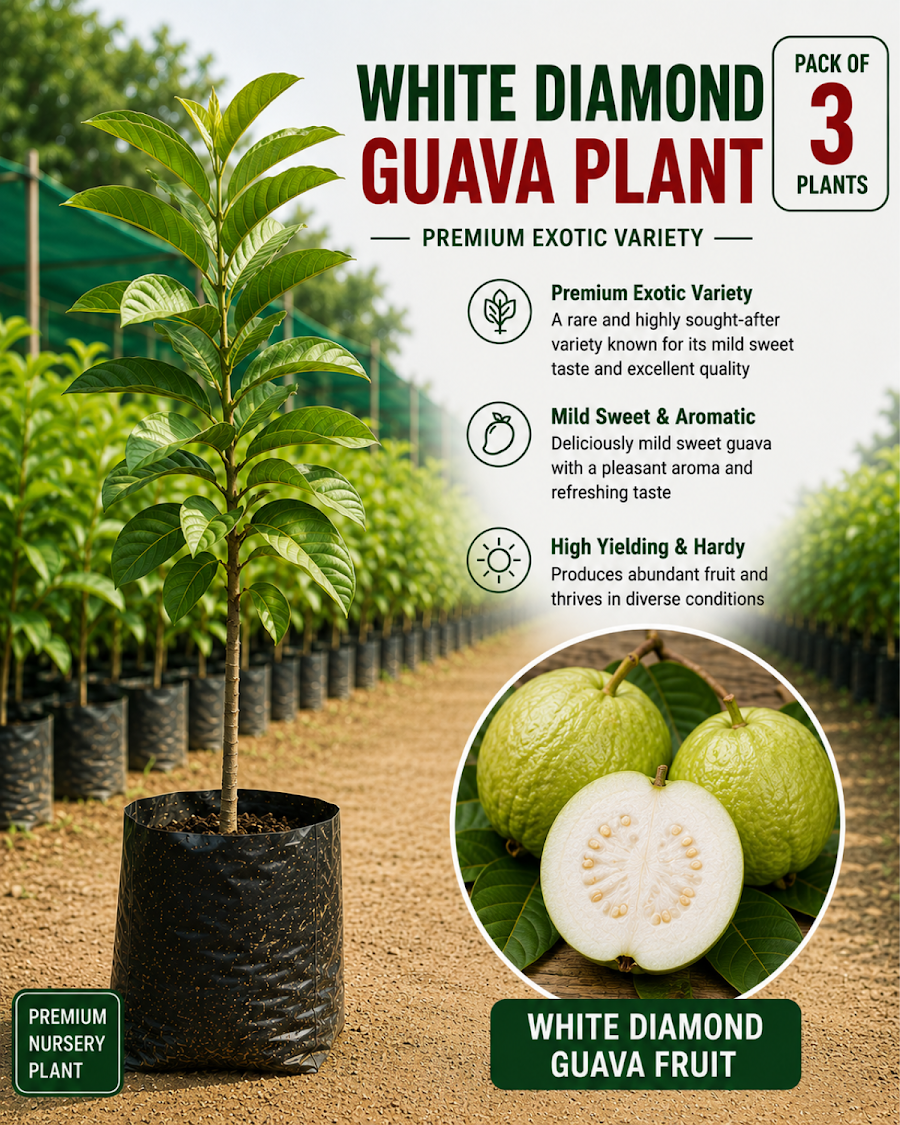 Diamond Guava Collection — view 4