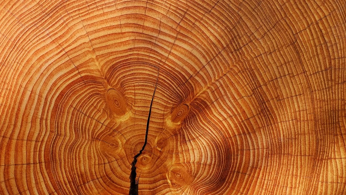 INFJ와 INFP 차이점과 관계에서의 심리 패턴