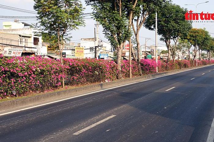 Hoa giấy phủ sắc rực rỡ trên nhiều tuyến đường cửa ngõ TP Hồ Chí Minh - Báo Tin Tức TTXVN