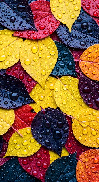 Vibrant Autumn Leaves Water Droplets Macro Texture Rain