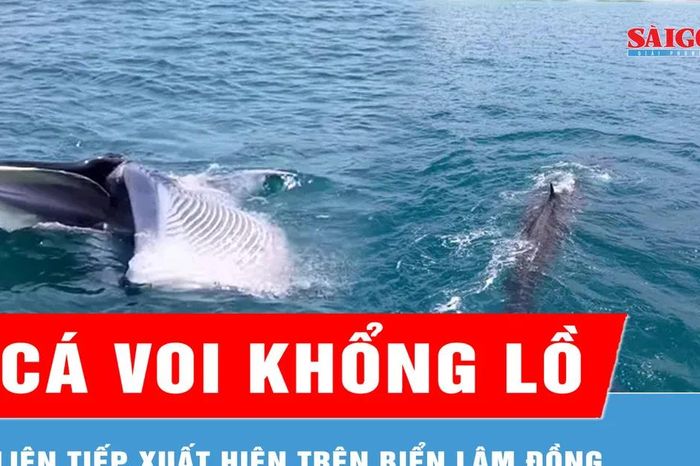 Cá voi khổng lồ liên tiếp xuất hiện trên biển Lâm Đồng - Báo Sài Gòn Giải Phóng