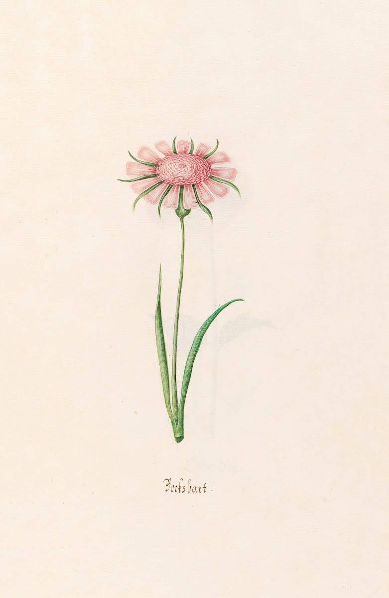 Bocksbart 1692