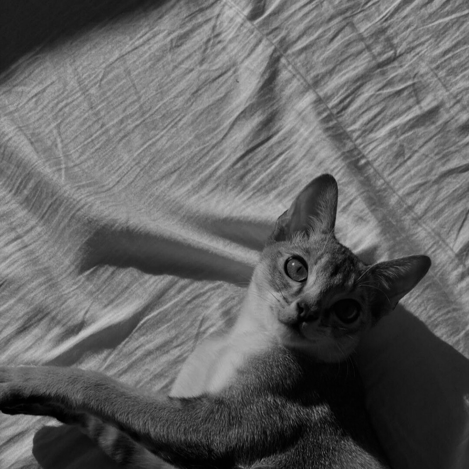 Download Cat Lying in Sunlight Shadows Full HD iPhone