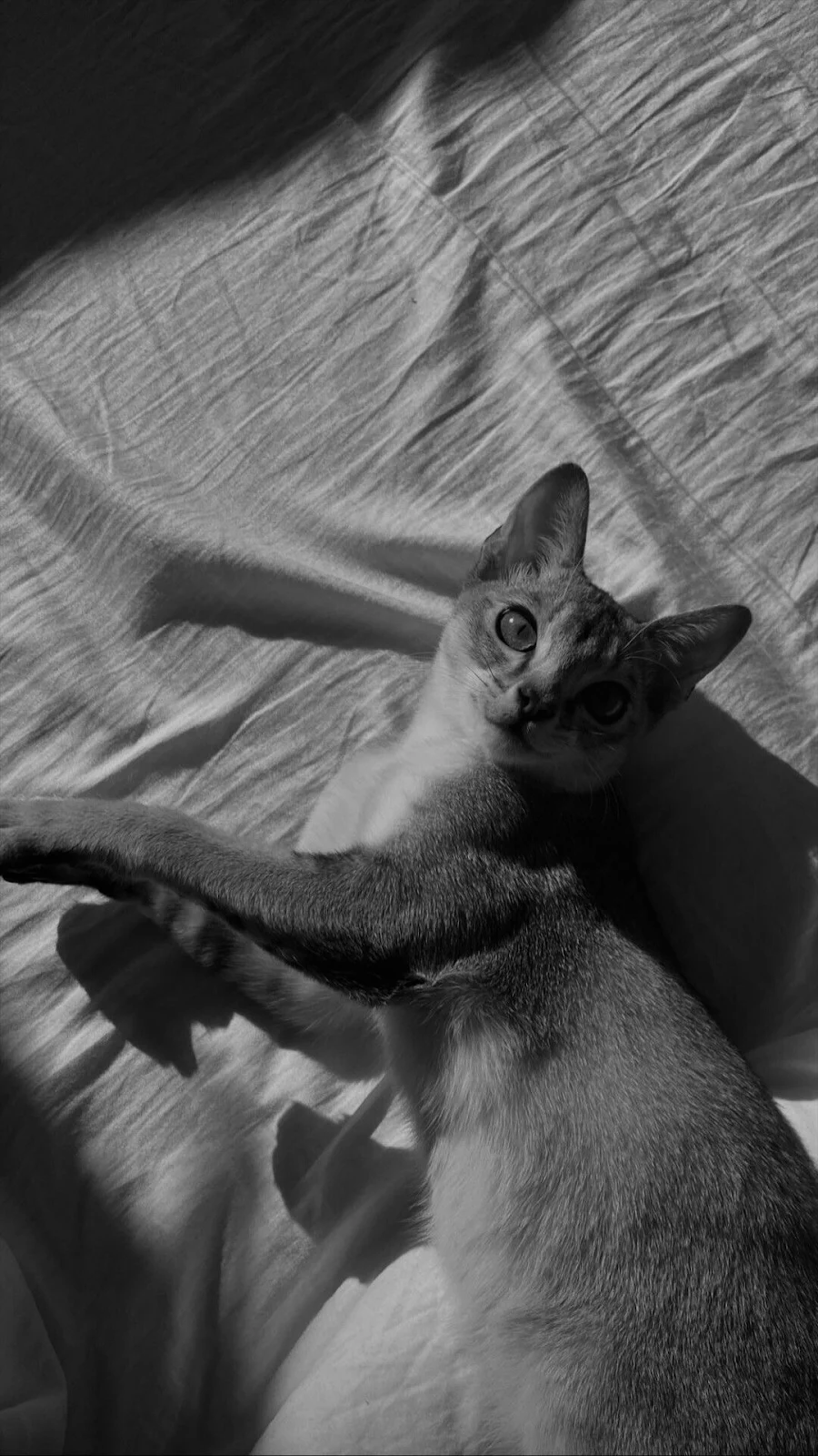 Cat Lying in Sunlight Shadows - Monochrome Photography Full HD iPhone Wallpaper (1080x1920)
