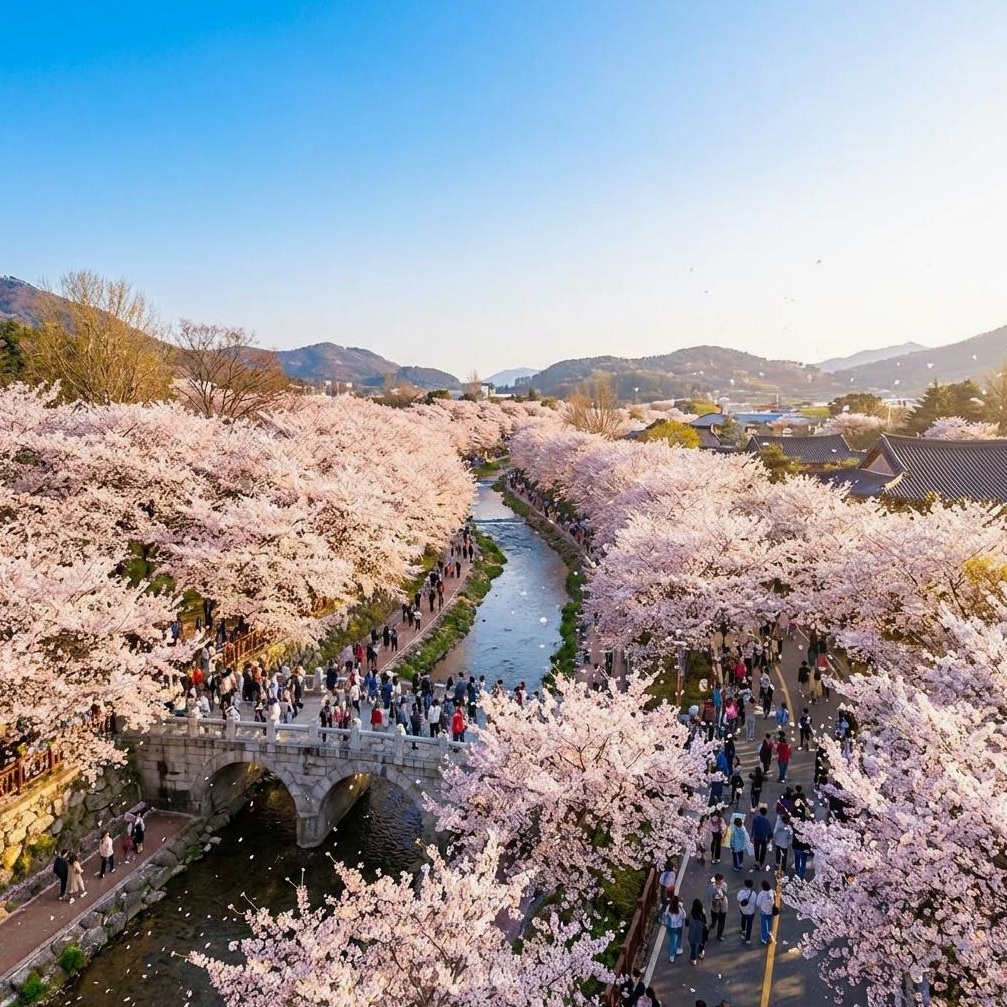 진해 벚꽃공원 2026: 실시간 개화 및 인생샷 가이드