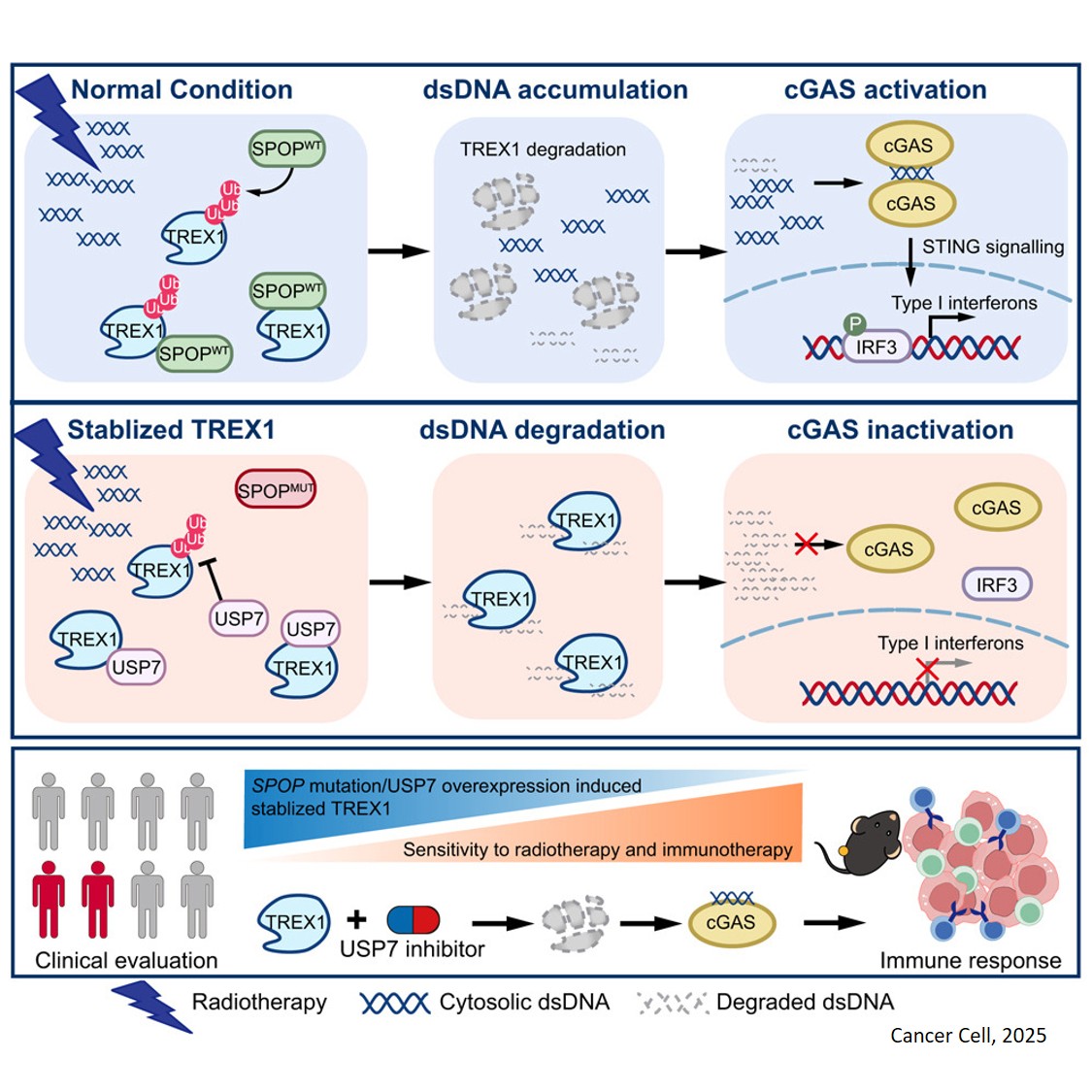 Ubiquitination-directed cytosolic DNA degradation governs cGAS-STING-mediated immune response to DNA damage