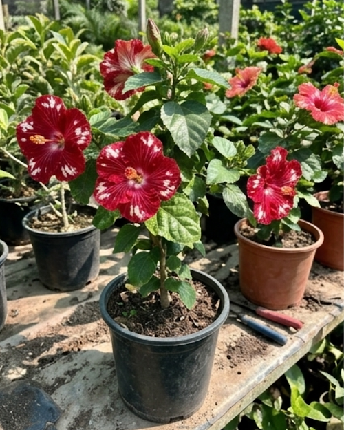 Hibiscus Cherry Appaloosa